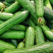 Agurkefrø - Stort udvalg i agurkefrø & grøntsagsfrø