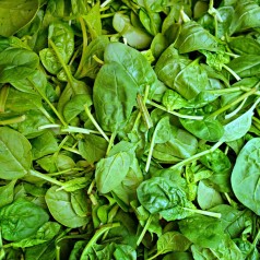 Spinat frø - Stort udvalg i urte & grøntsagsfrø