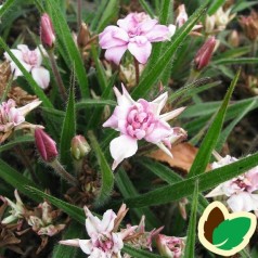 Afrikansk bjergviol - køb rhodohypoxis hos kridtvejs planter