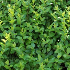 Liguster  | Barrodsplanter til Ligusterhæk - Stort udvalg