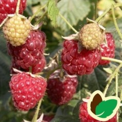 Hindbærbuske | Stort udvalg i hindbær- & bærbuske til haven