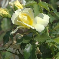 Køb Slyngroser & Klatreroser Online | Stort Udvalg