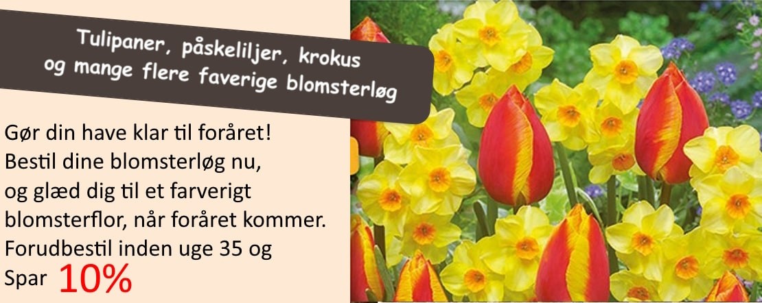 Blomsterløg