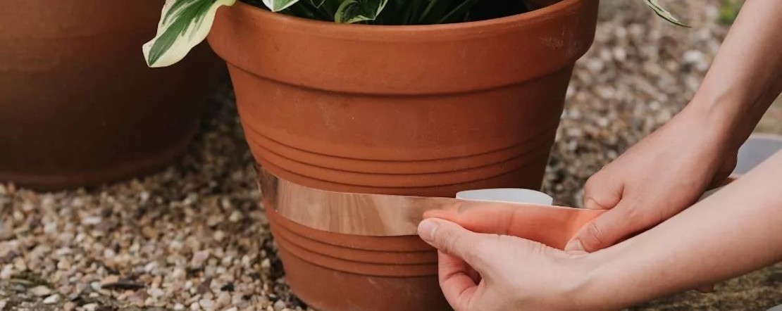 Beskyt dine planter med snegle