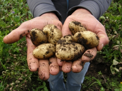Dyrk dine egne kartofler i din have