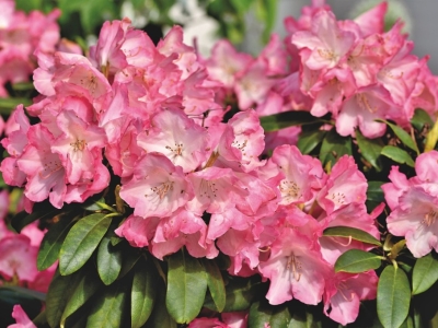 Rhododendron - Farverige og duftende blomster til din have