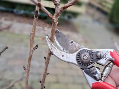 Beskæring af Dværgkirsebærtræ - Vejledning til Korrekt Pleje