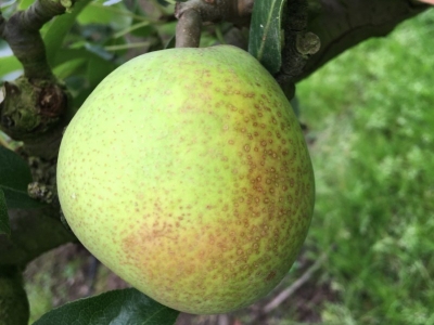 Espaliering af pæretræer - Vejledning til teknik og pleje