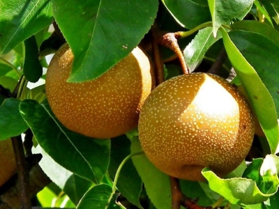 Anvendelse af asiatisk pære i haven og køkkenet