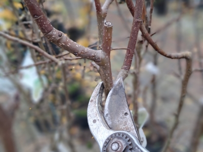 Beskæring af Dværgpæretræ - Beskær dit dværgpære korrekt