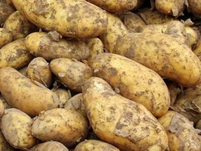 Tidlige læggekartofler - Dyrkning og sorter