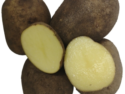 Sene læggekartofler - Alt om dyrkning og høst