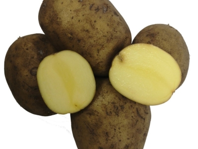 Middeltidlige læggekartofler - Vejledning til dyrkning og sorter