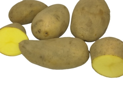 Økologiske læggekartofler - Naturlig dyrkning uden kemi