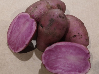 Specielle og farvede læggekartofler - Dyrk unikke sorter i din have