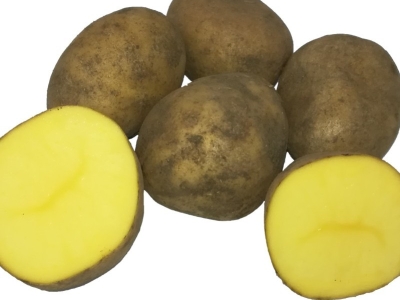 Læggekartofler kogefaste - Guide til dyrkning og sorter