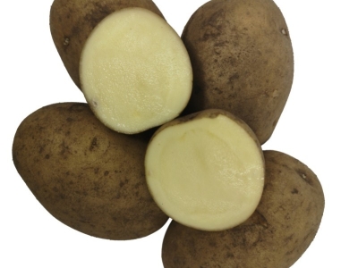 Læggekartofler bagekartofler - Alt om sorter og dyrkning