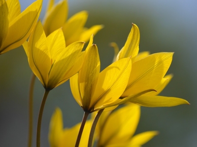 Vilde tulipaner i haven
