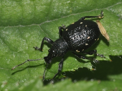 Øresnudebiller og deres larver