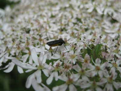 Sørgemyg? Slip af med dem i dine planter