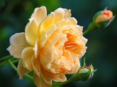 Bladsygdomme i roser – sådan holder du dem sunde og smukke